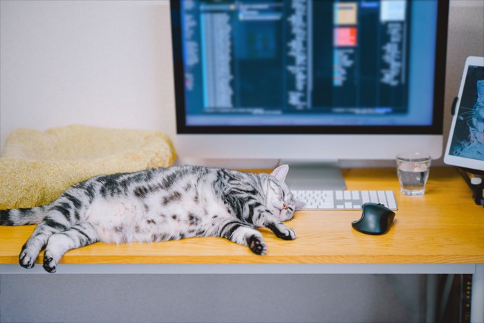 パソコンの前で寝る猫