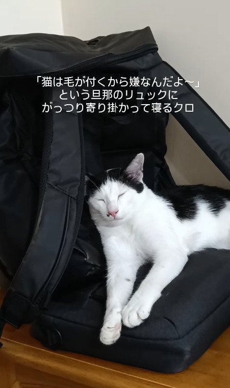 一向に起きない猫