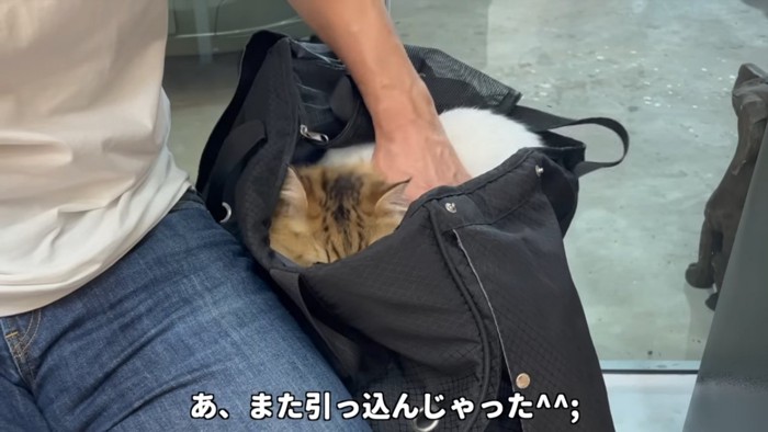 キャリーの中に引っ込む猫