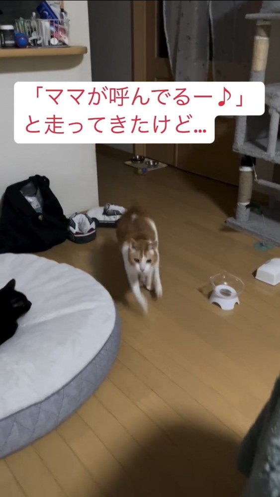 部屋の中を走る猫