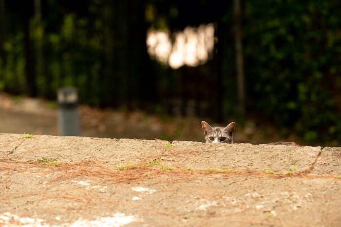 階段からこちらの様子を覗く野良猫