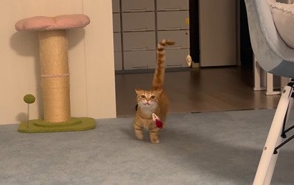 ネズミのおもちゃをくわえて歩くらむくん