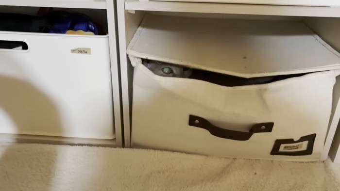 ボックス内に覗く猫ちゃんのお目目