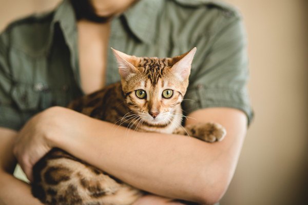 抱っこされる茶色い猫