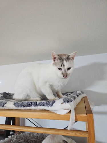棚の上の白猫