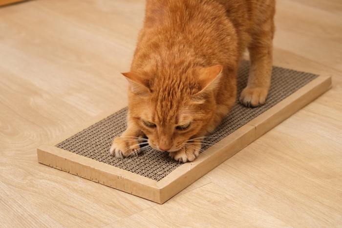爪とぎをする猫