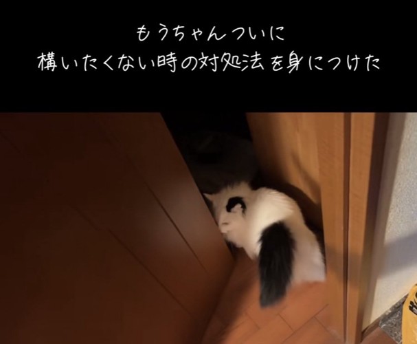 開いたドアの隙間で立ち止まるマンチカン