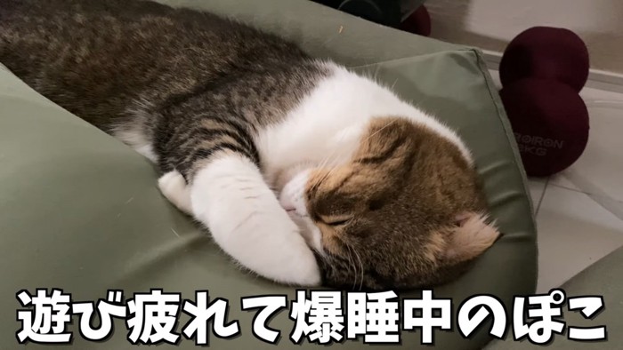 遊び疲れて寝ている猫