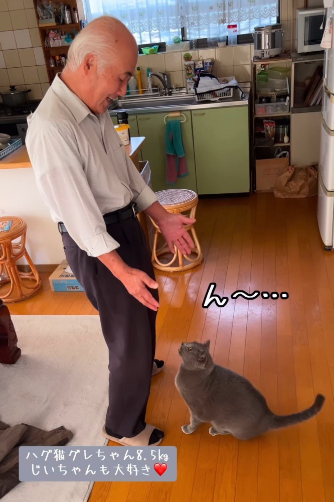 座って人を見つめる猫