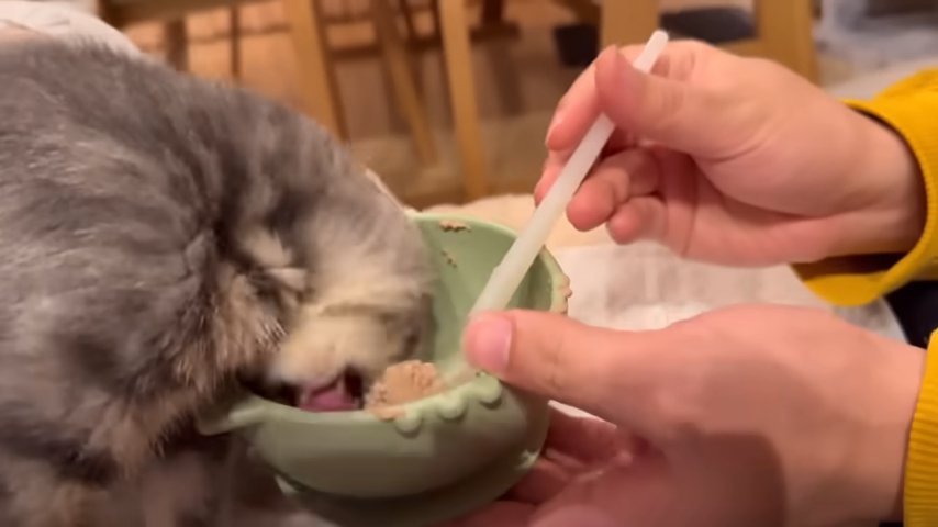 仰け反りながら食べる子猫