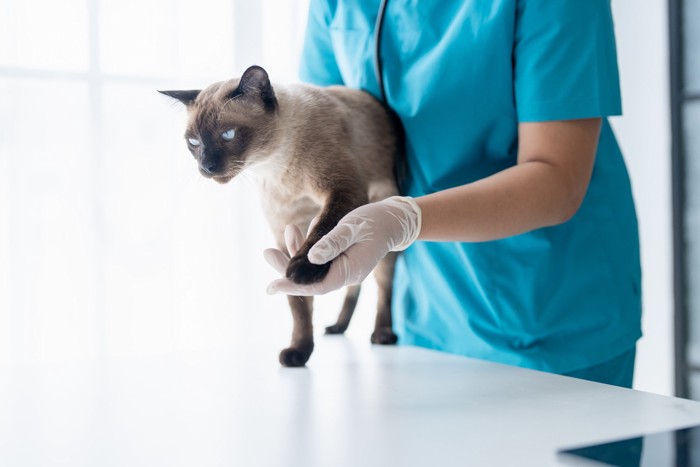獣医師に触診されているシャム猫