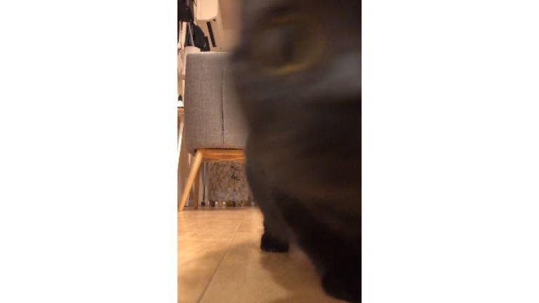 廊下にいる猫