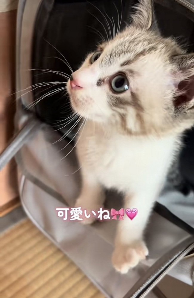 猫用キャリーから出てくる子猫