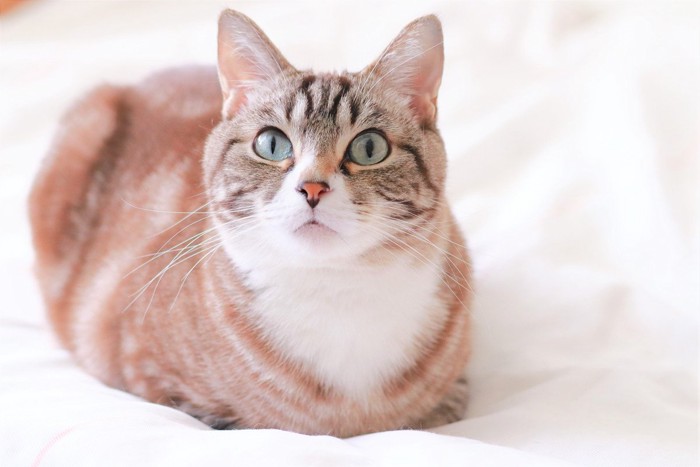 見つめる可愛いトラ猫