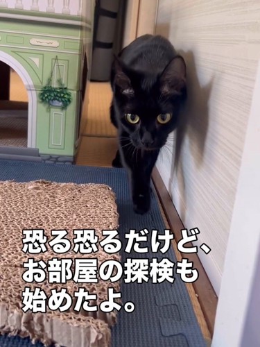 壁に沿って歩く猫