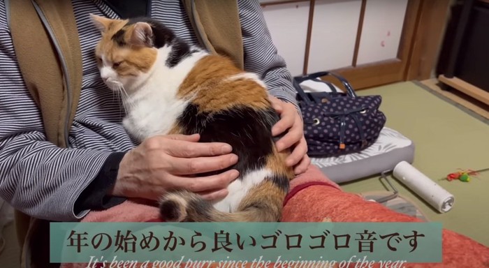 膝の上の猫2