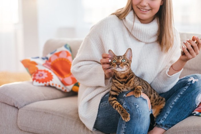 飼い主の膝の上で頬を撫でられるベンガル猫