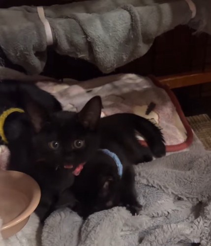 毛布を前足で揉む青い首輪の子猫