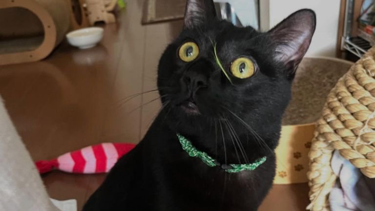 室内にいる猫