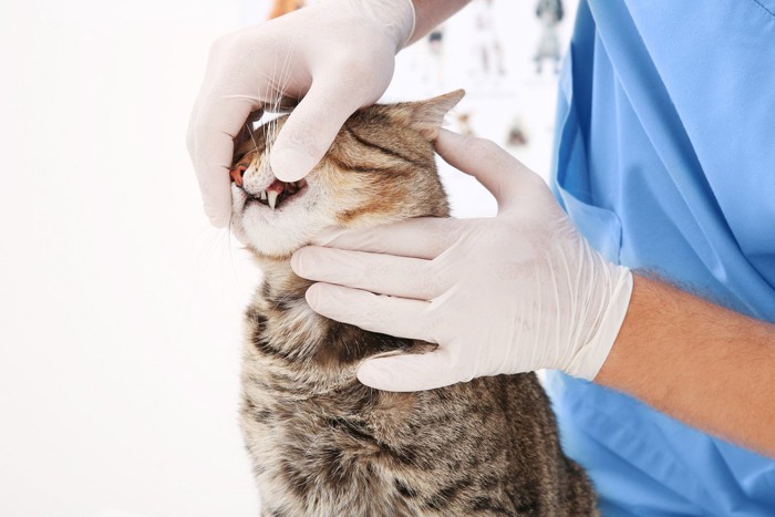 歯の治療を受ける猫