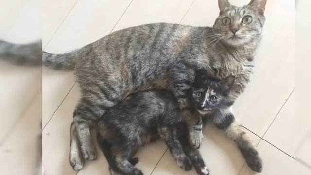 寄り添って見上げる2匹の猫