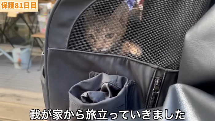 キャリーの中の子猫
