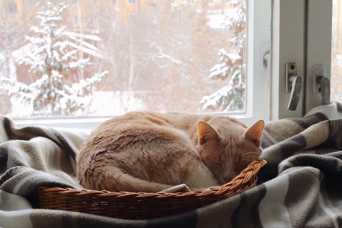 専用ベットで眠る猫