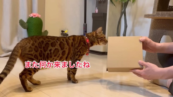 箱のにおいを嗅ぐ猫