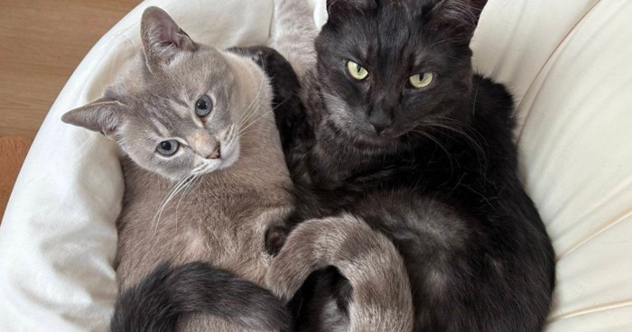 グレーと黒の猫