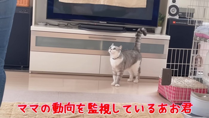 しっぽを立てている猫