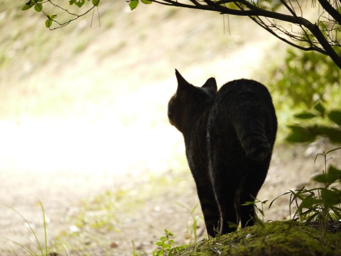 後ろ姿の猫