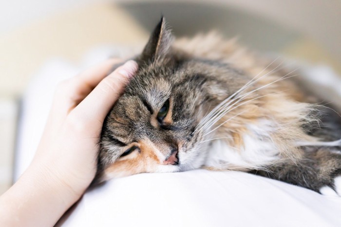 悲しんでいる猫を撫でる飼い主さん