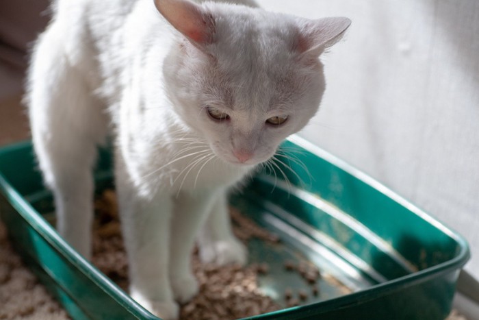 排便に時間がかかる猫