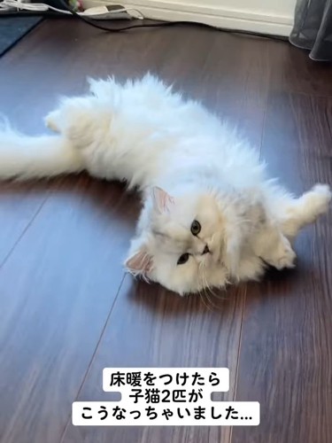 寝そべる猫