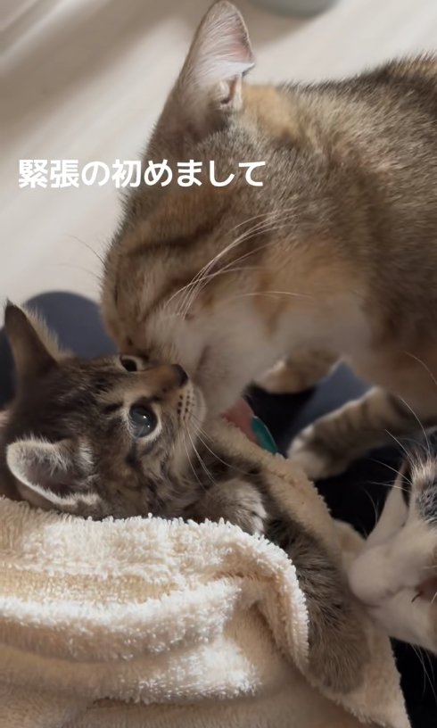 子猫の口元に顔(左側)をくっつけている麦わら猫