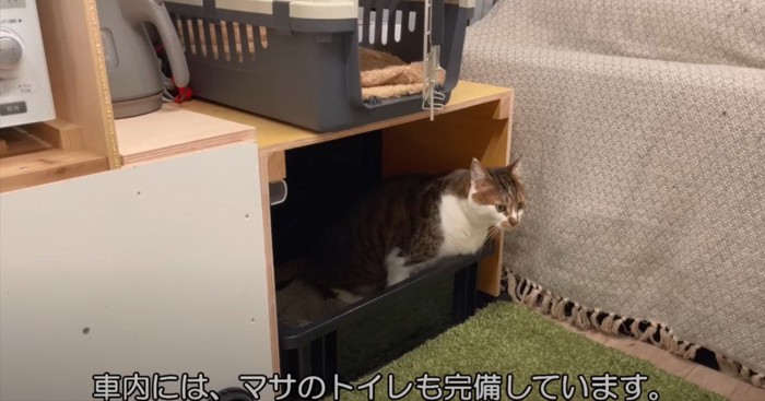 トイレに入る猫