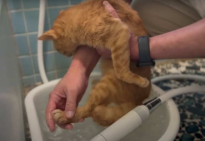 洗われる猫