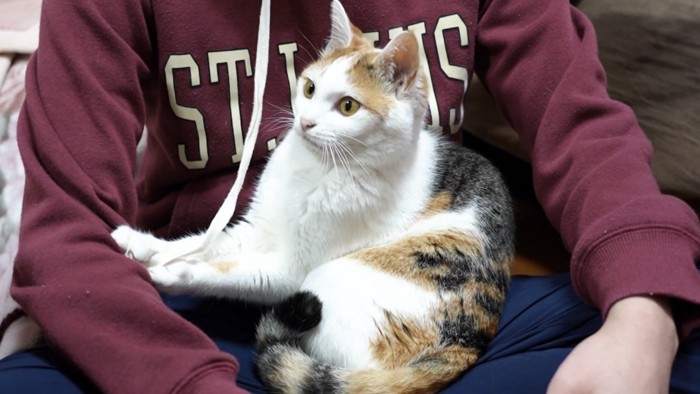 猫が目を見開いている写真