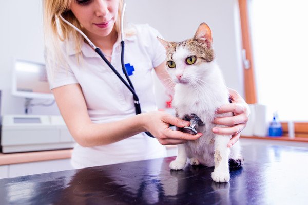 猫がコーラを飲んでしまったときの対処法