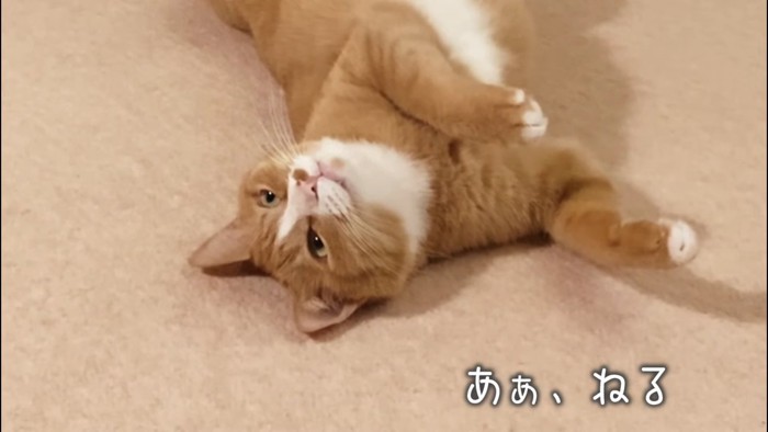 仰向けの猫