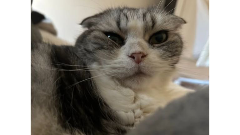 室内にいる猫
