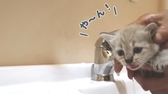 鳴いている子猫