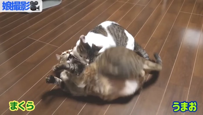 ニャンプロ