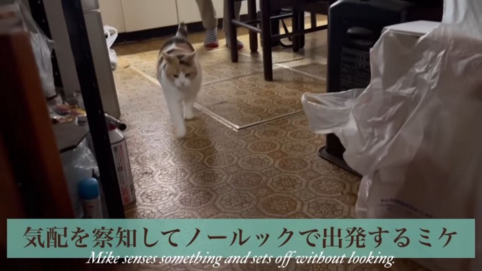 歩く三毛猫