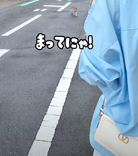 野良猫