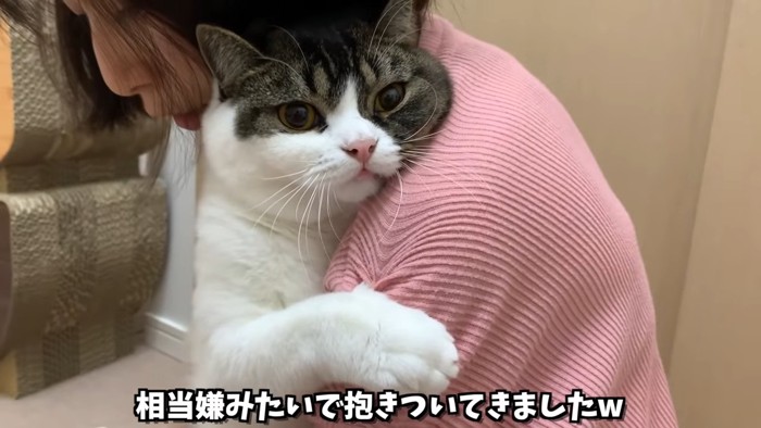 人に抱きつく猫