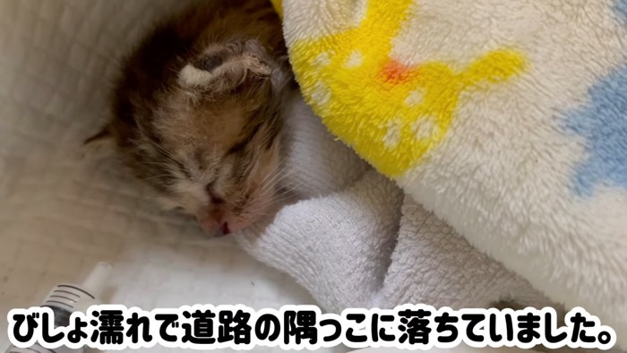 寝ている子猫