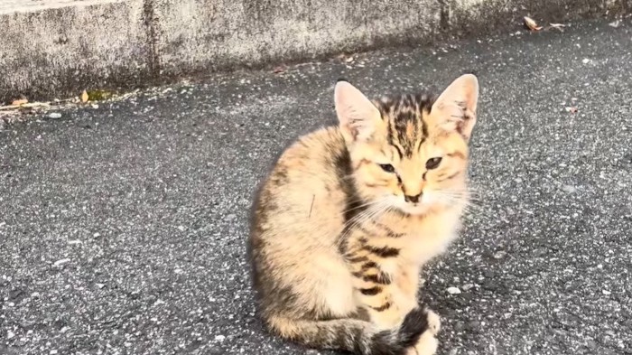 地面に座る子猫の姿