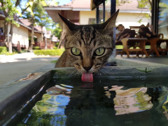 水を飲む猫