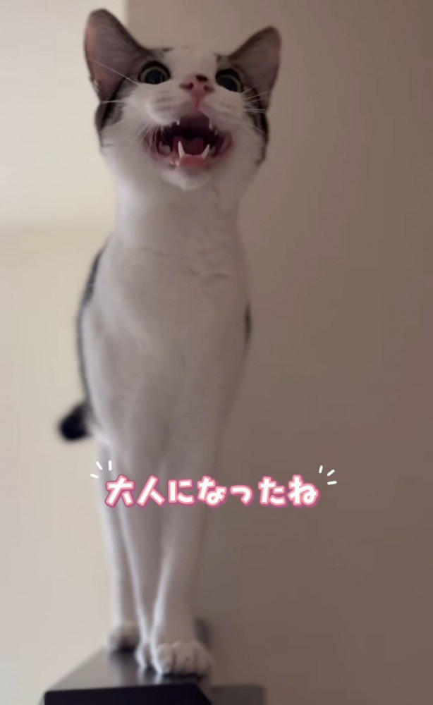 鳴いている成猫